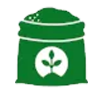 Cây giống bồ công anh Việt Nam lá dài