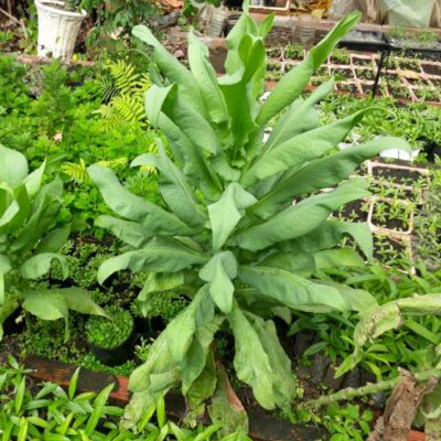 Cây giống bồ công anh Việt Nam lá dài