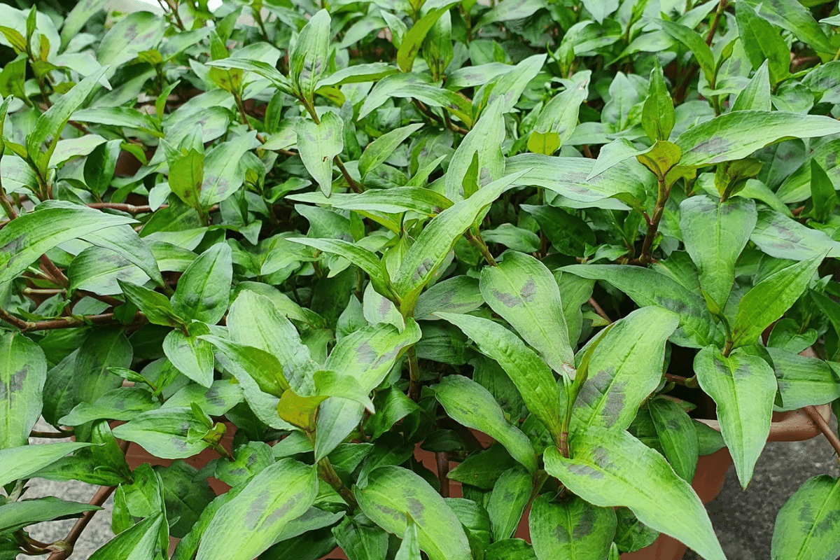 Cây rau răm Cây rau răm