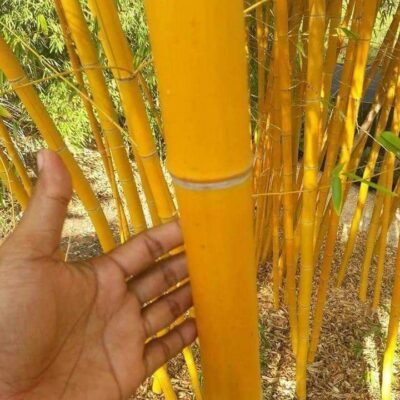 Giống Trúc vàng thái.- cây giống nhập trực tiếp từ thái