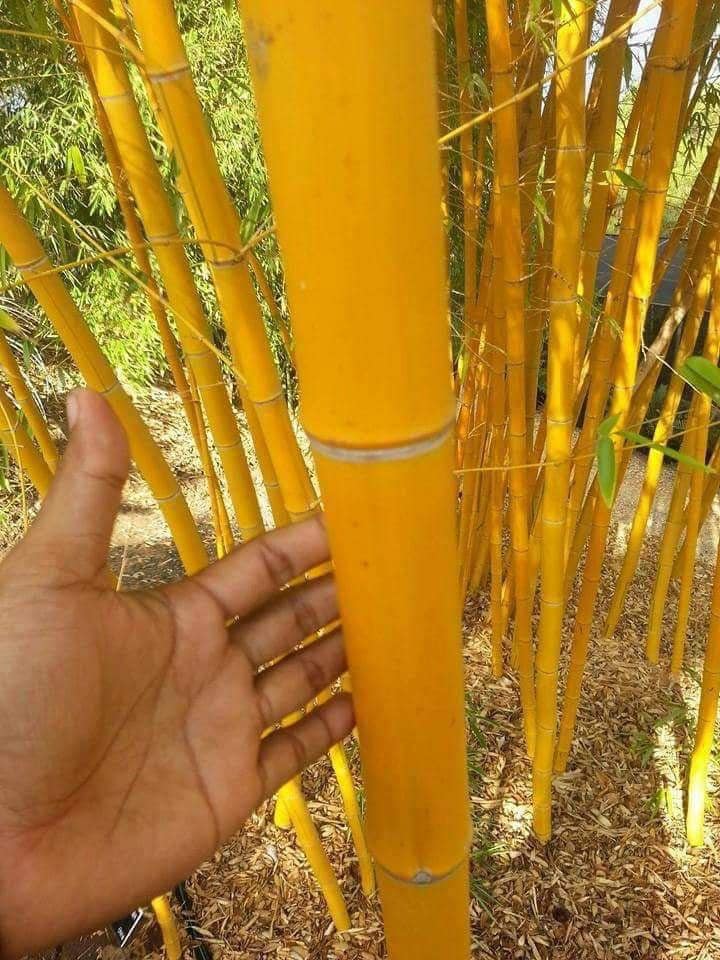 Giống Trúc vàng thái.- cây giống nhập trực tiếp từ thái Giống Trúc vàng thái.- cây giống nhập trực tiếp từ thái