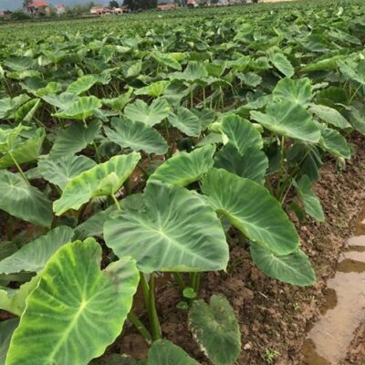 CỦ GIỐNG Khoai sọ loại ngon, bở và rất dẻo (1KG)