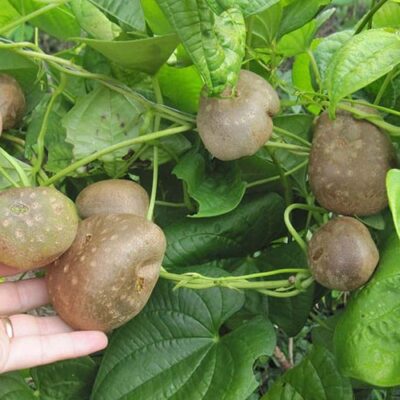 Củ giống củ lăn (củ cọc rào)