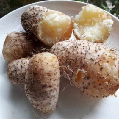 Giống củ từ lông - 1kg