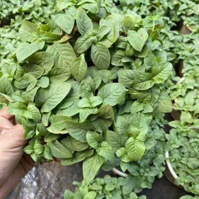 Chậu cây xá xị (Cây quế vị)