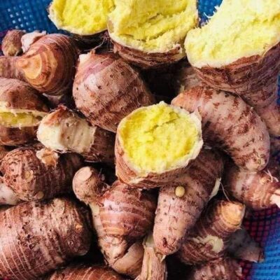 Cây giống khoai môn sáp lòng vàng dẻo của người Dao