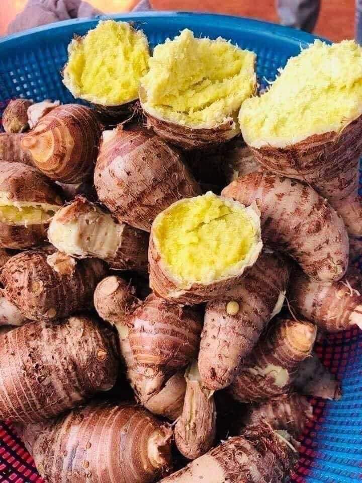 Cây giống khoai môn sáp lòng vàng dẻo của người Dao Cây giống khoai môn sáp lòng vàng dẻo của người Dao