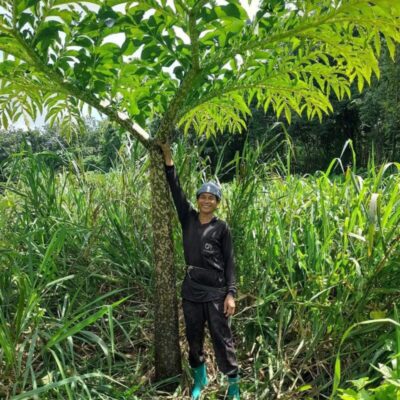 Củ giống cây nưa, khoai nưa