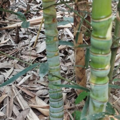 Cây giống tiểu trúc thỏi vàng