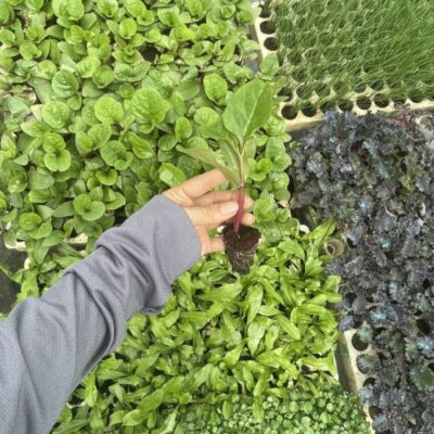 Cây giống rau mồng tơi đỏ - cây ươm vỉ