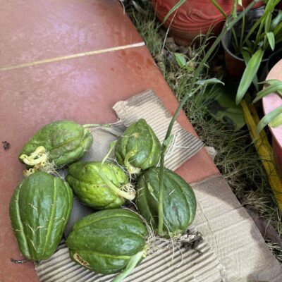 Quả giống Su Su Mỹ