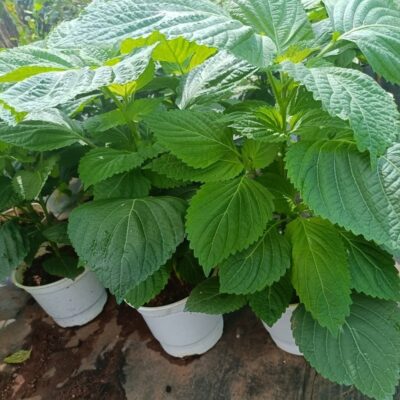 Chậu cây lá mè Hàn Quốc SIZE LỚN