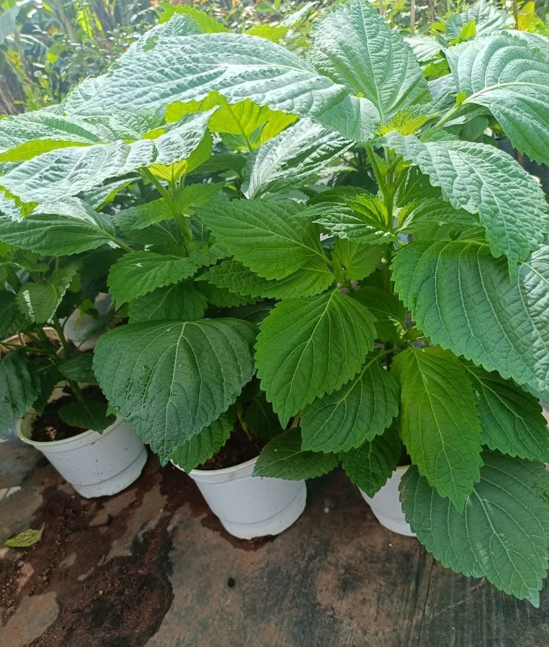 Chậu cây lá mè Hàn Quốc SIZE LỚN Chậu cây lá mè Hàn Quốc SIZE LỚN