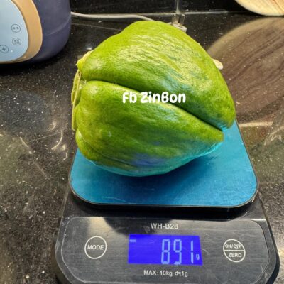 Quả giống Susu Pháp nhập khẩu