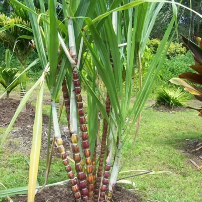 Mía vàng sọc đỏ Hawaii Budda Mỹ
