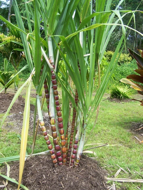 Mía vàng sọc đỏ Hawaii Budda Mỹ Mía vàng sọc đỏ Hawaii Budda Mỹ