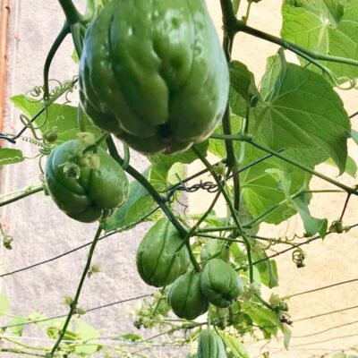 Quả giống Su Su dòng siêu ngọn