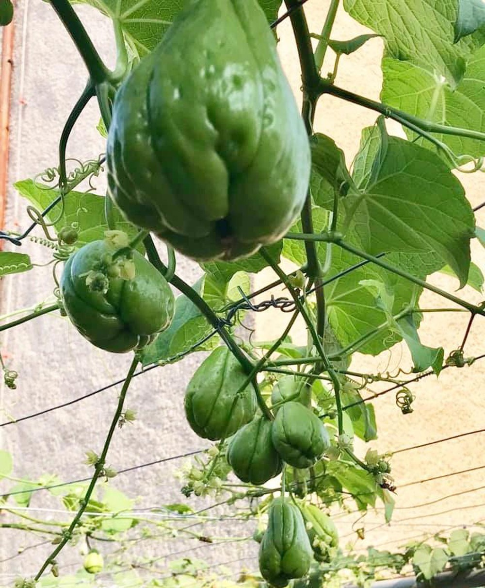 Quả giống Su Su dòng siêu ngọn Quả giống Su Su dòng siêu ngọn