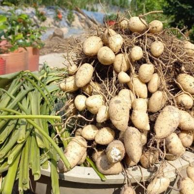 Củ lùn giống (1kg)