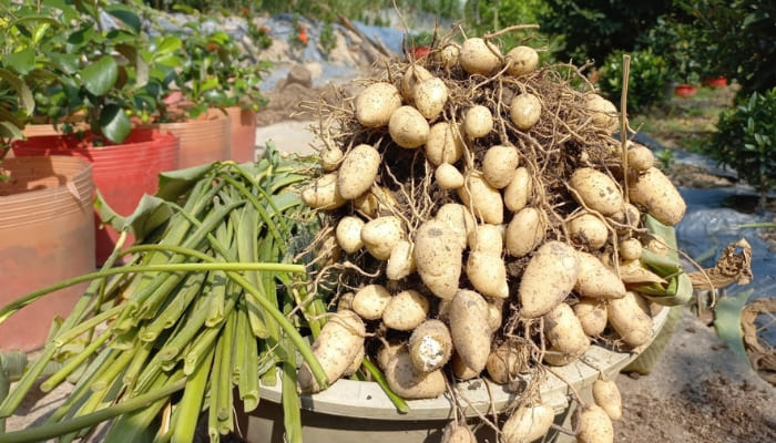 Củ lùn giống (1kg) Củ lùn giống (1kg)