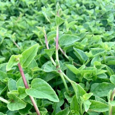 Cây giống rau rừng lỗ bình