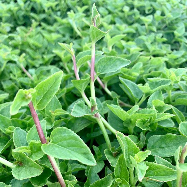 Cây giống rau rừng lỗ bình Cây giống rau rừng lỗ bình