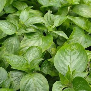 Cây giống lá cơm nếp rừng – cây chuỗi sò