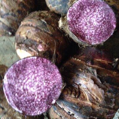 Củ giống khoai môn tím tủa chùa Điện Biên