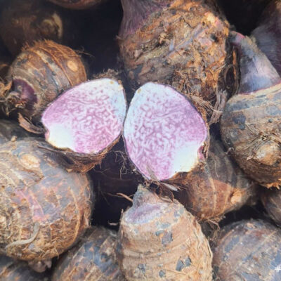 Củ giống khoai sáp tím- 1kg