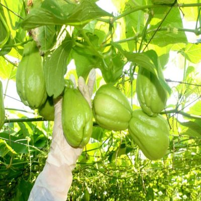 Quả giống Su Su dòng siêu quả