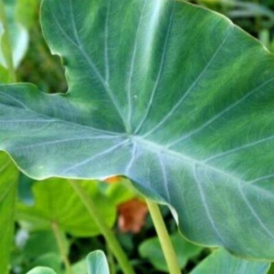 Cây giống khoai bông bở ngọt (khoai môn ngọt)