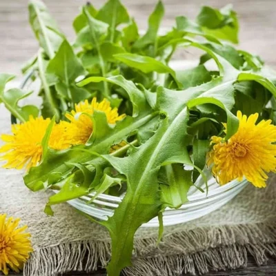 Cây giống bồ công anh hoa vàng