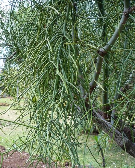 Cây giao (cây xương cá) Cây giao (cây xương cá)