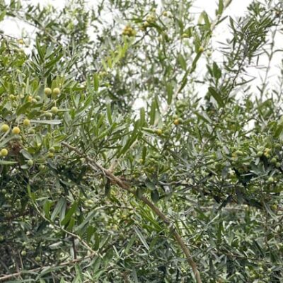 cây giống xáo tam phân