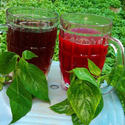 bầu cây giống lá cẩm tím, cẩm đỏ tạo màu thực phẩm