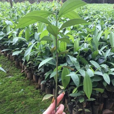 cây quế nếp giống cao sản