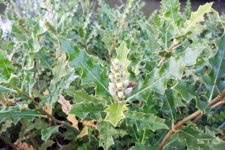 cây ô zô cây ô zô