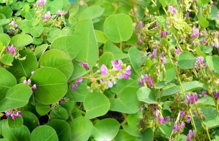 Cây kim tiền thảo (dược liệu) Cây kim tiền thảo (dược liệu)