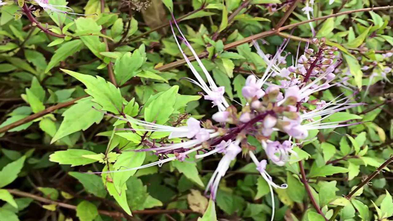 Cây Râu mèo: Vị thuốc quý thanh nhiệt lợi tiểu