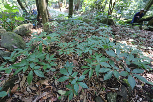 CÂY GIỐNG SÂM NGỌC LINH CÂY GIỐNG SÂM NGỌC LINH