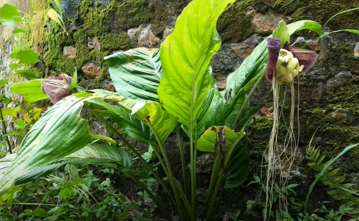 Cây Râu hùm (Tacca chantrieri André) : Vị thuốc trị tê thấp hiệu quả Cây Râu hùm (Tacca chantrieri André) : Vị thuốc trị tê thấp hiệu quả