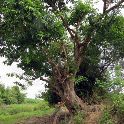 cây lá vối nếp