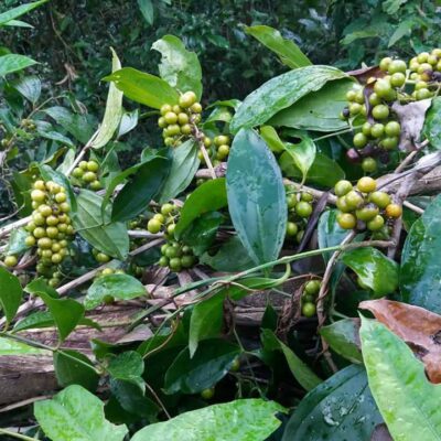 Cây Sâm Đá (sâm xuyên đá)