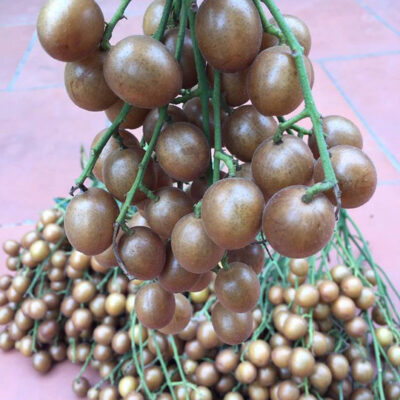 cây giống quất hồng bì