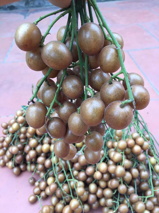 cây giống quất hồng bì cây giống quất hồng bì