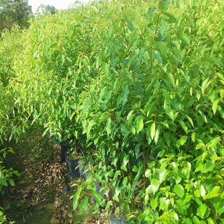 cây nhội cây nhội