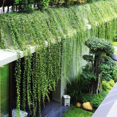 chậu cây cúc tần ấn độ leo