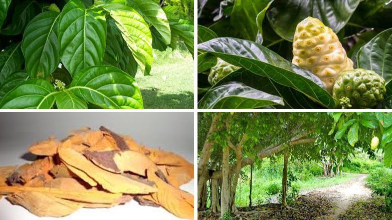 cây nhàu cây nhàu