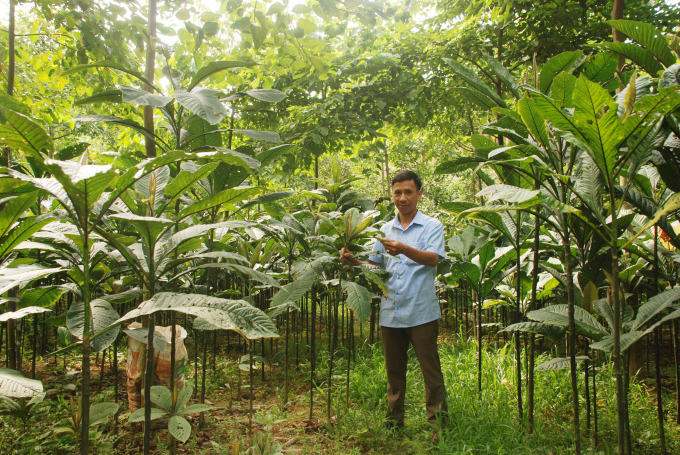 CÂY KHÔI NHUNG CÂY KHÔI NHUNG