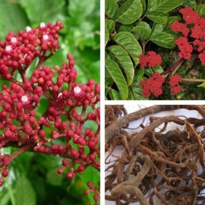 cây Gối hạc đỏ